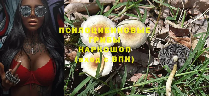 Галлюциногенные грибы Magic Shrooms  даркнет формула  Кадников  купить  сайты 